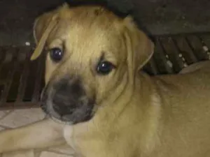 Cachorro raça SRD idade Abaixo de 2 meses nome Ainda não tem