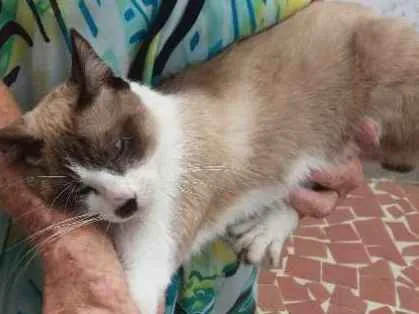 Gato ra a Não sei  idade  nome Chamo de Tonico