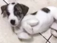 Bia, Lua e Estrela 