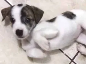 Cachorro raça SRD idade 2 a 6 meses nome Bia, Lua e Estrela 