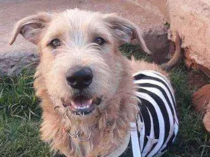 Cachorro raça Irish wolfhound idade 1 ano nome Hector
