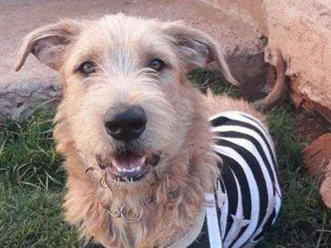 Cachorro ra a Irish wolfhound idade 1 ano nome Hector