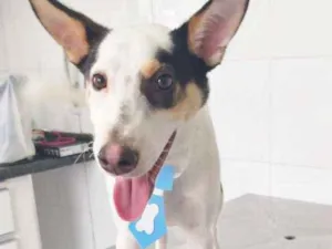 Cachorro raça SRD idade 7 a 11 meses nome Luck