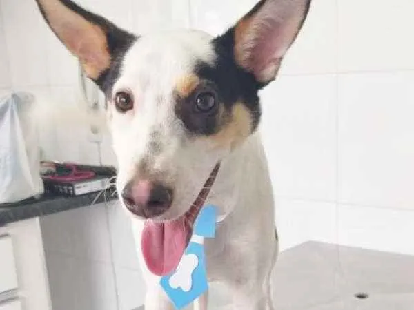 Cachorro ra a SRD idade 7 a 11 meses nome Luck