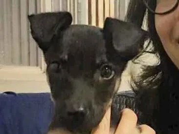 Cachorro raça Vira-lata idade 2 a 6 meses nome Luci