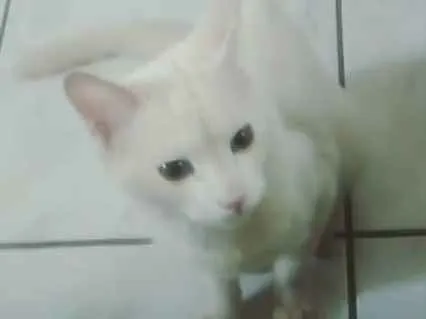 Gato ra a Não sei idade 1 ano nome Filho