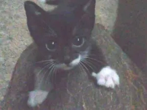 Gato raça  idade Abaixo de 2 meses nome sem nome