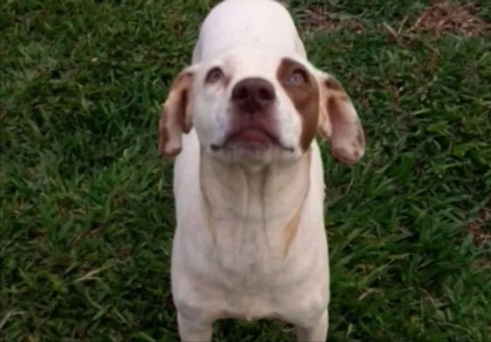 Cachorro ra a SRD idade 7 a 11 meses nome Floquinho e Pirata