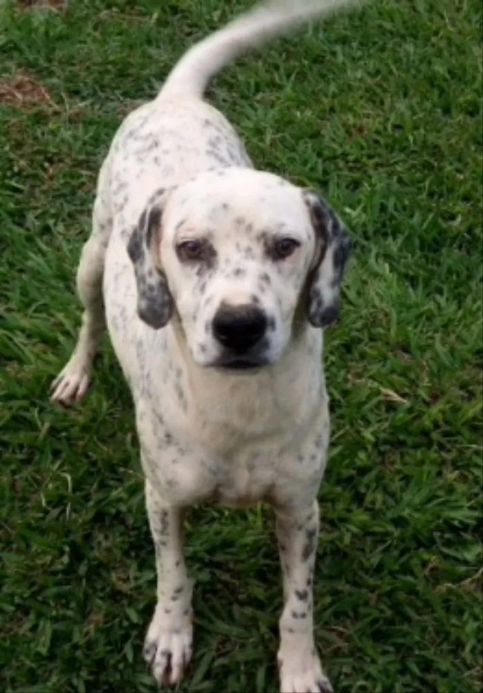 Cachorro ra a SRD idade 7 a 11 meses nome Floquinho e Pirata