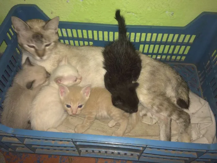 Gato ra a Siamês idade 5 anos nome Sofya