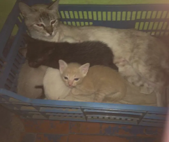 Gato ra a Siamês idade 5 anos nome Sofya