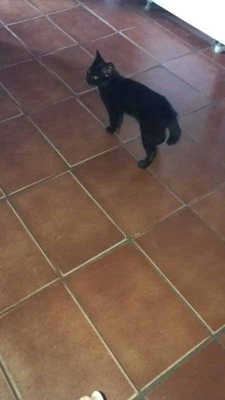 Gato ra a Siamês idade 5 anos nome Sofya