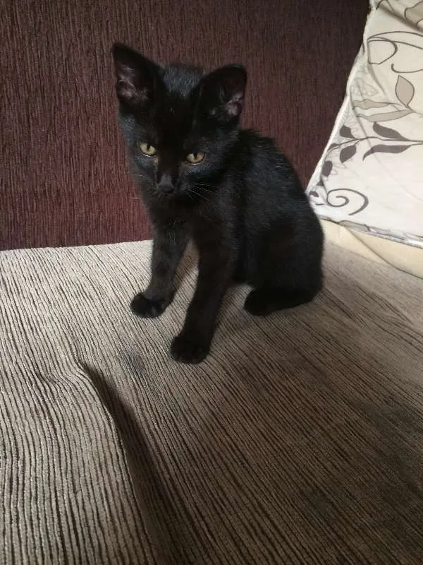 Gato ra a Siamês idade 5 anos nome Sofya