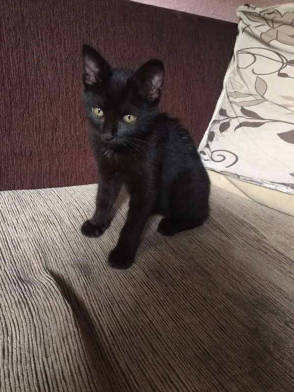 Gato ra a Siamês idade 5 anos nome Sofya
