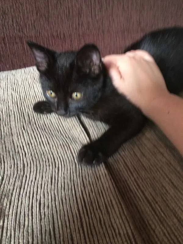 Gato ra a Siamês idade 5 anos nome Sofya