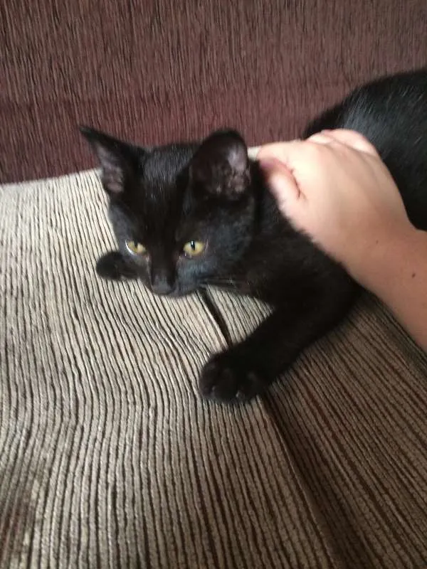 Gato ra a Siamês idade 5 anos nome Sofya