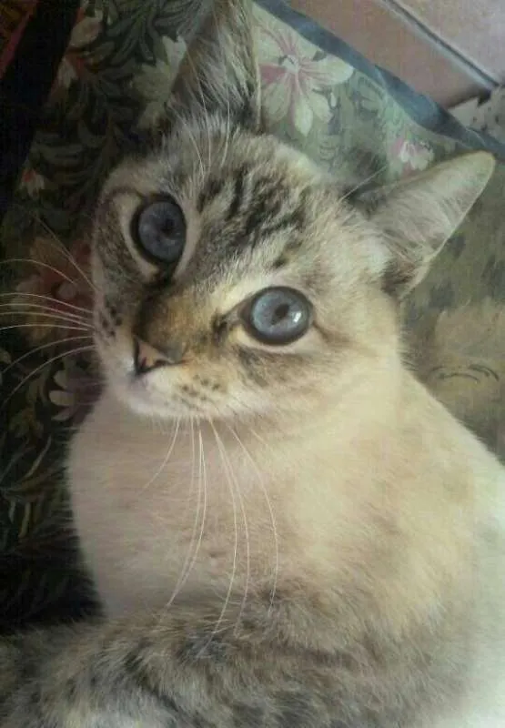 Gato ra a Siamês idade 5 anos nome Sofya
