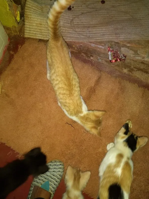 Gato ra a SRD idade Abaixo de 2 meses nome -