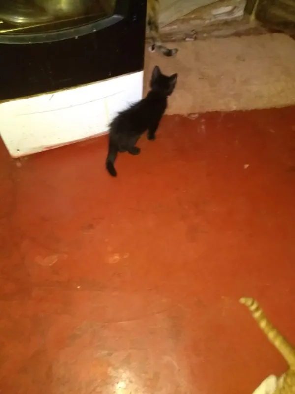 Gato ra a SRD idade Abaixo de 2 meses nome -