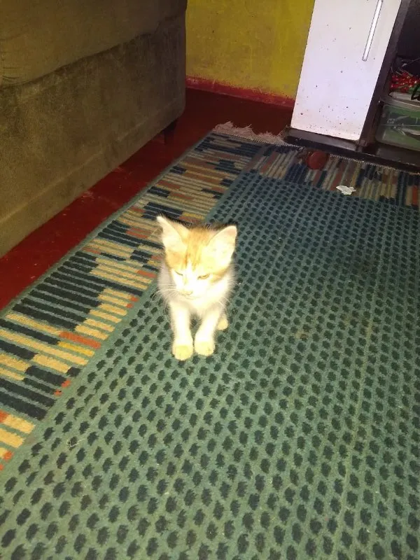 Gato ra a SRD idade Abaixo de 2 meses nome -
