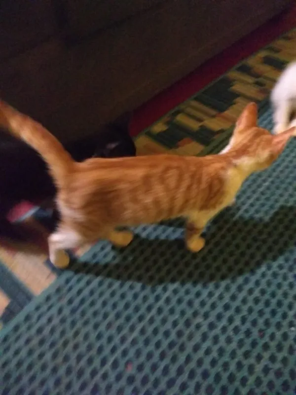 Gato ra a SRD idade Abaixo de 2 meses nome -