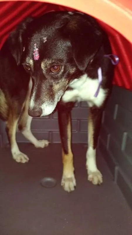 Cachorro ra a Fox paulistinha (mix) idade 2 anos nome Paulinha