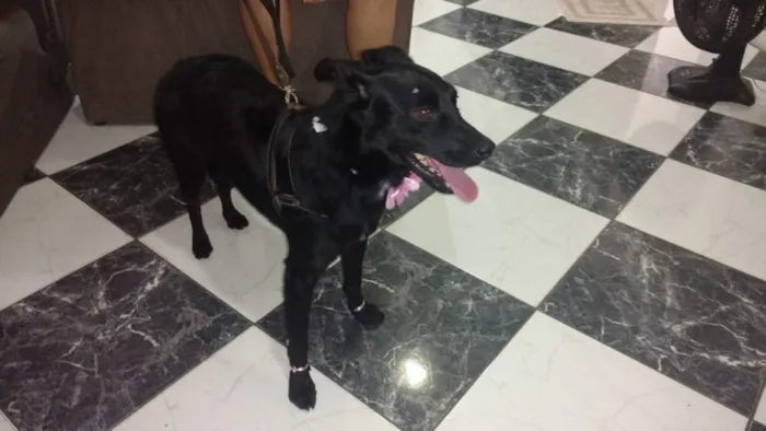 Cachorro ra a Vira lata idade 2 anos nome Não sei