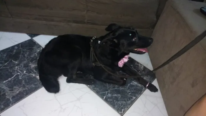 Cachorro ra a Vira lata idade 2 anos nome Não sei