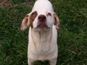 Cachorro raça SRD idade 7 a 11 meses nome Floquinho e Pirata