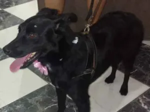 Cachorro raça Vira lata idade 2 anos nome Não sei