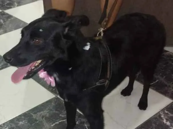 Cachorro ra a Vira lata idade 2 anos nome Não sei