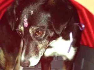 Cachorro raça Fox paulistinha (mix) idade 2 anos nome Paulinha