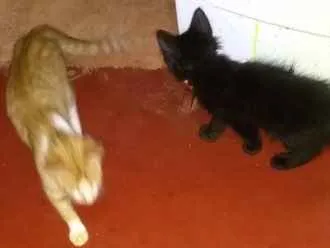 Gato ra a SRD idade Abaixo de 2 meses nome -