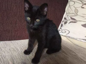 Gato raça Siamês idade 5 anos nome Sofya