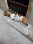 Susi