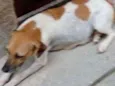 Susi