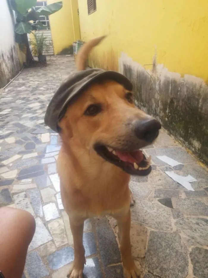 Cachorro ra a SRD idade 3 anos nome Thor