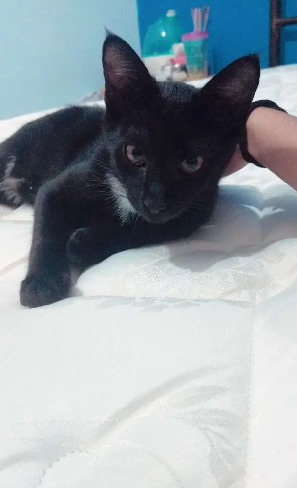 Gato ra a Mestiço vira-lata idade 2 a 6 meses nome Neguin