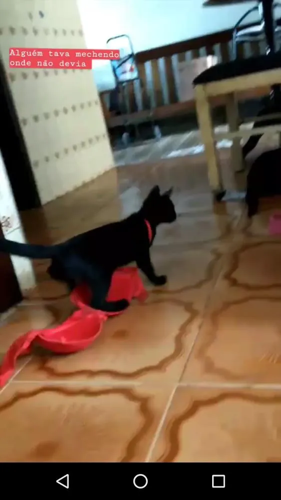 Gato ra a Mestiço vira-lata idade 2 a 6 meses nome Neguin