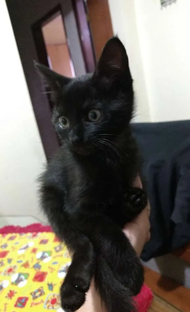 Gato ra a Mestiço vira-lata idade 2 a 6 meses nome Neguin