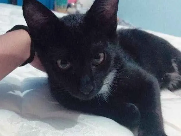 Gato ra a Mestiço vira-lata idade 2 a 6 meses nome Neguin