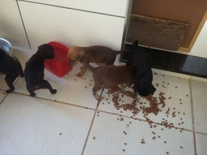 Cachorro raça srd idade Abaixo de 2 meses nome sem nomes ainda