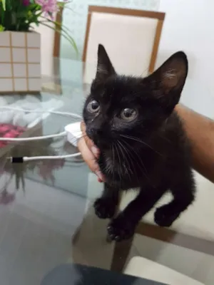 Gato raça Vira-lata idade 2 a 6 meses nome Alice