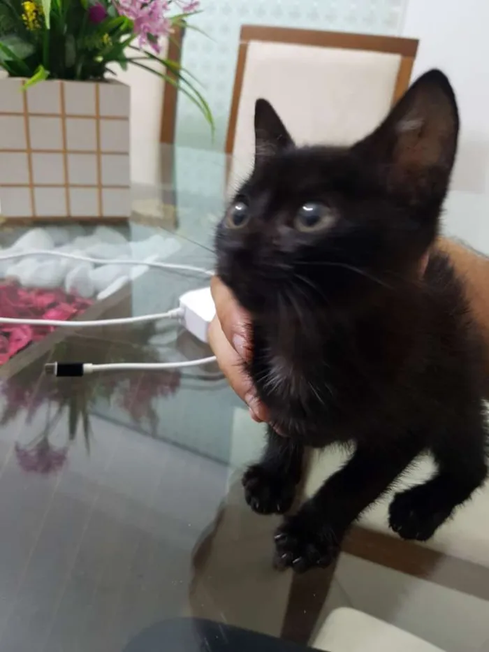 Gato ra a Vira-lata idade 2 a 6 meses nome Alice