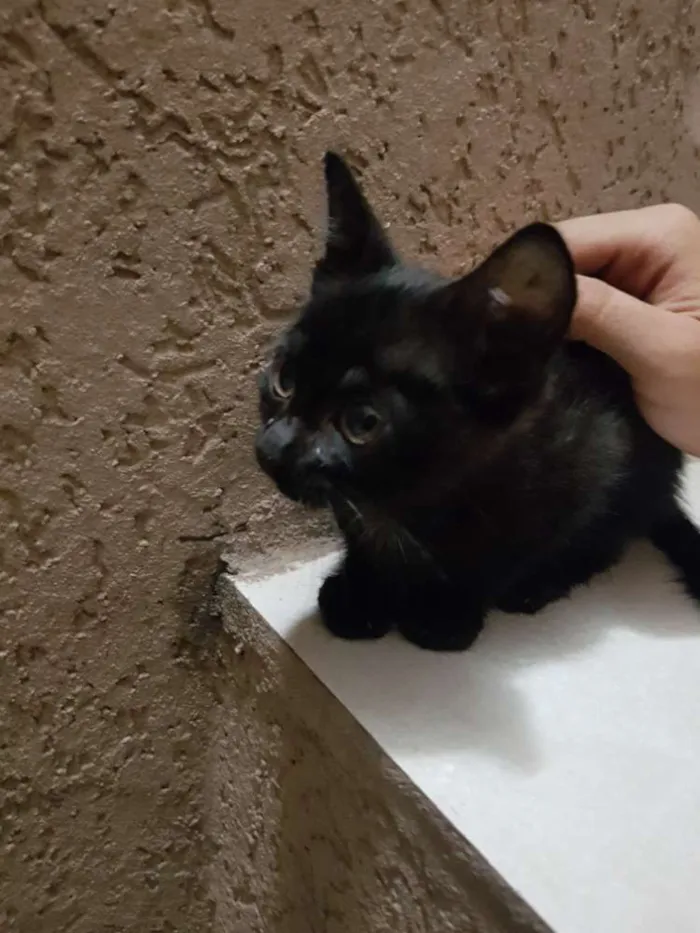 Gato ra a Vira-lata idade 2 a 6 meses nome Alice