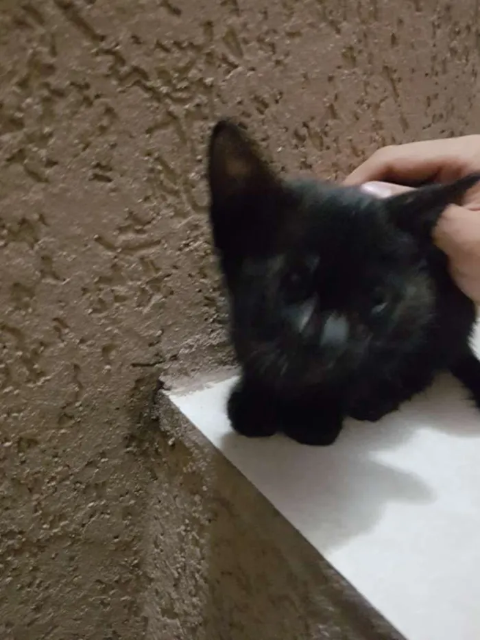 Gato ra a Vira-lata idade 2 a 6 meses nome Alice