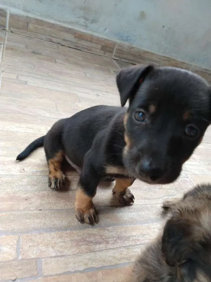 Cachorro ra a  idade 2 a 6 meses nome sem nome