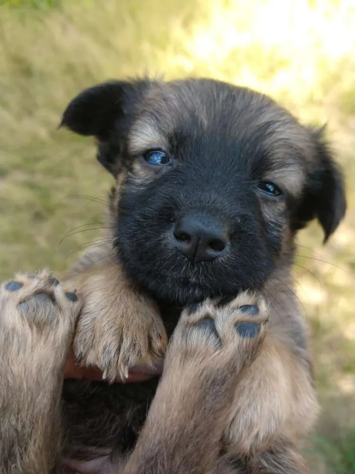 Cachorro ra a  idade 2 a 6 meses nome sem nome
