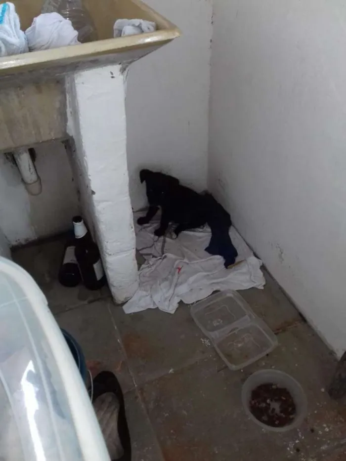 Cachorro ra a  idade 2 a 6 meses nome sem nome
