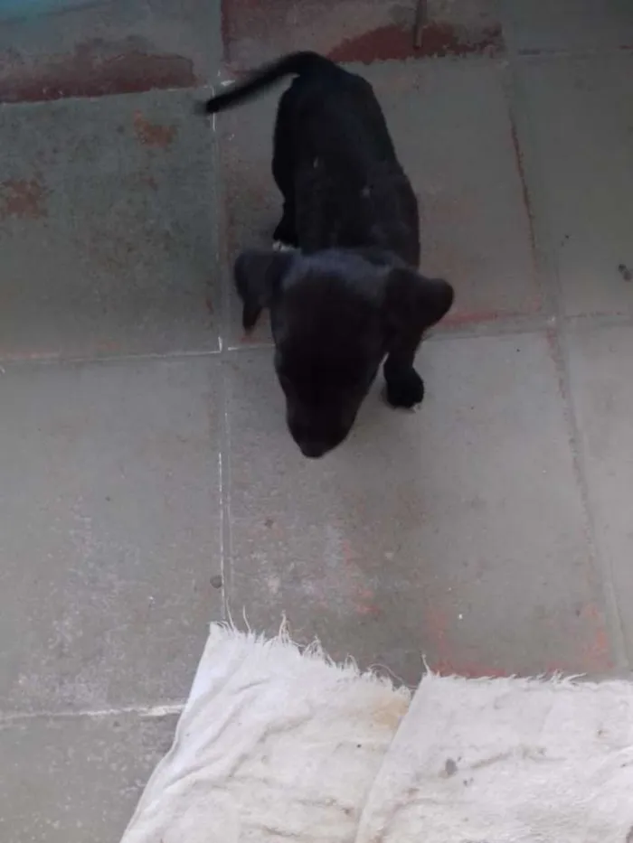Cachorro ra a  idade 2 a 6 meses nome sem nome